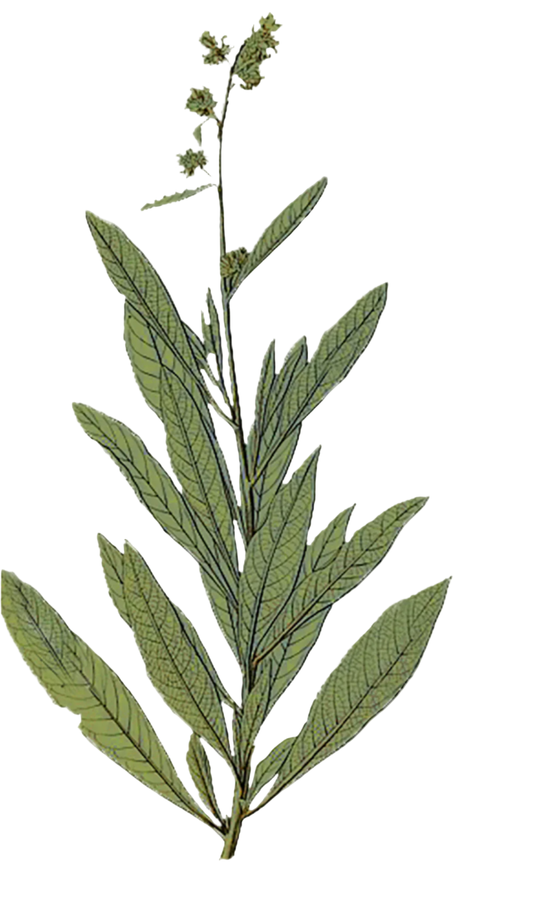 Yerba Santa Herb