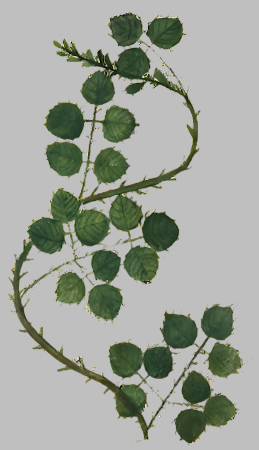 Herbs: Leaves + Stems