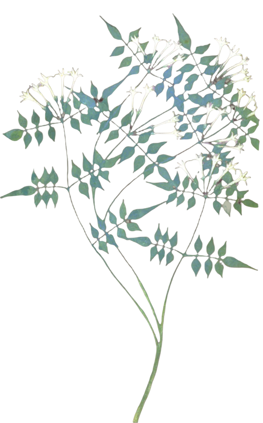Jasmine Flowers