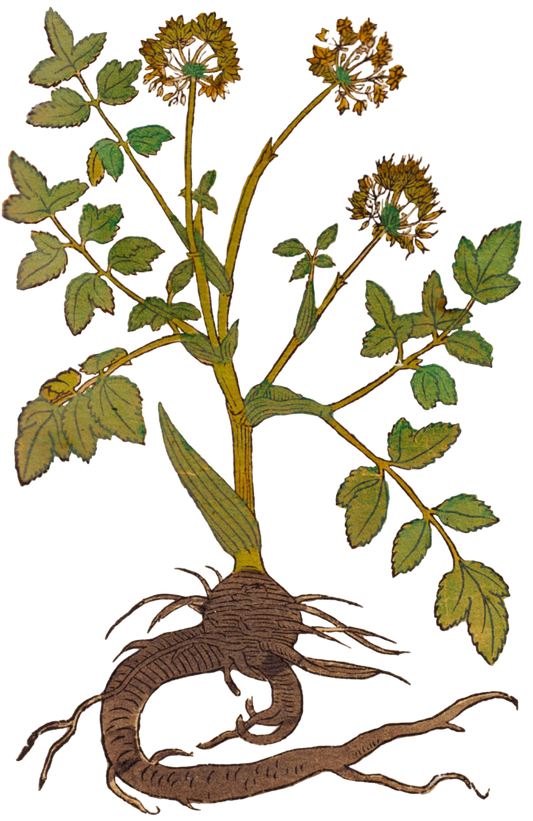 Angelica Root