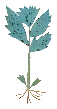 Bay Leaf