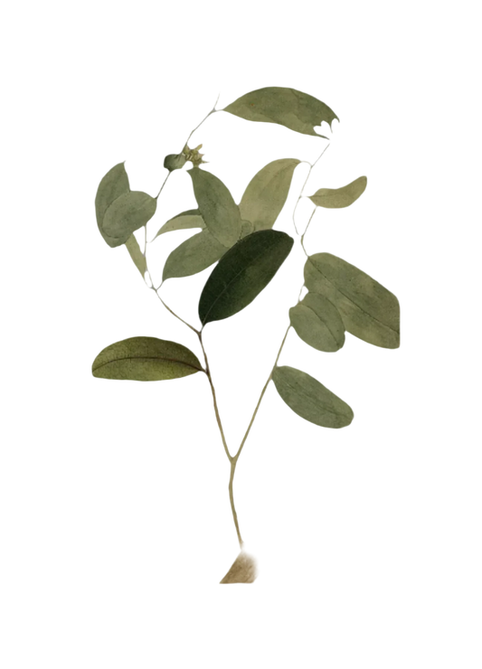 Sale Herbs