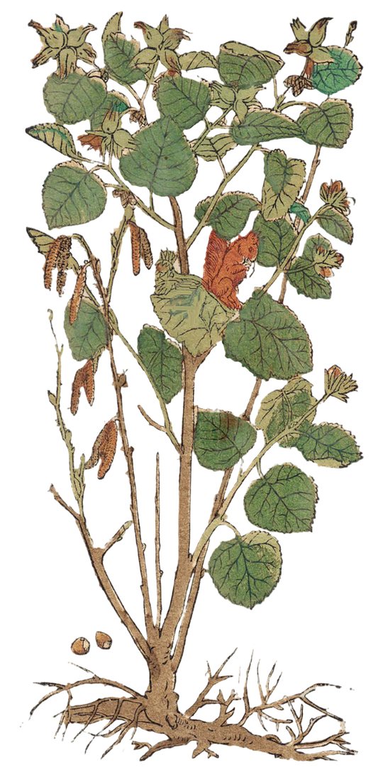 Birch Bark