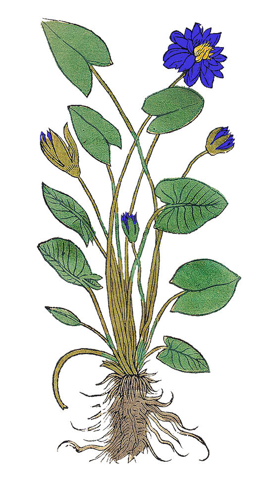 Blue Lotus Flower