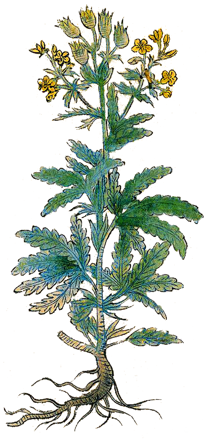 Herbs: Leaves + Stems