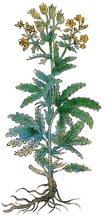 Herbs: Leaves + Stems