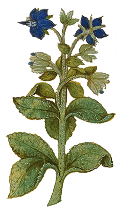 Herbs: Leaves + Stems