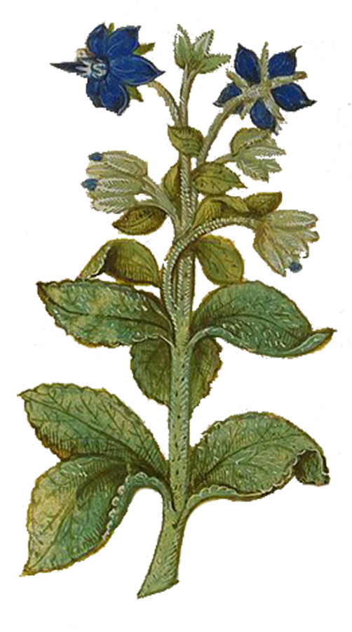 Borage Herb
