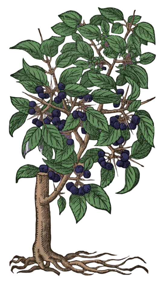 Buckthorn Root