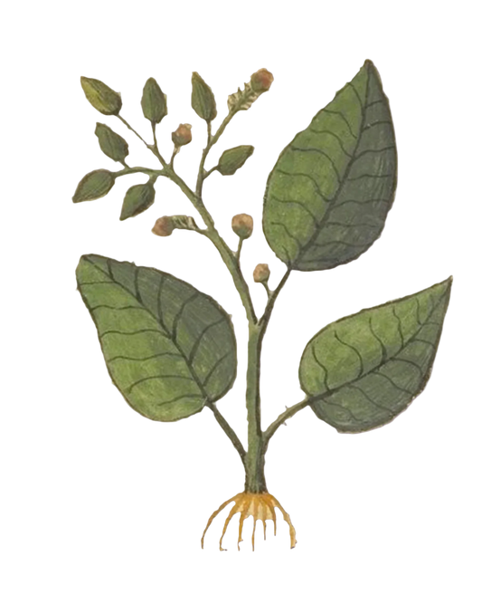 Burdock Root