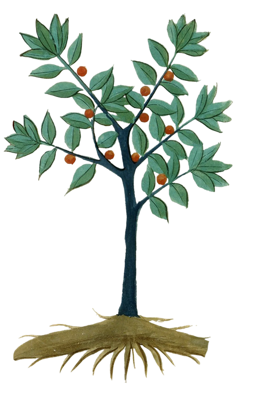 Butcher's Broom Root