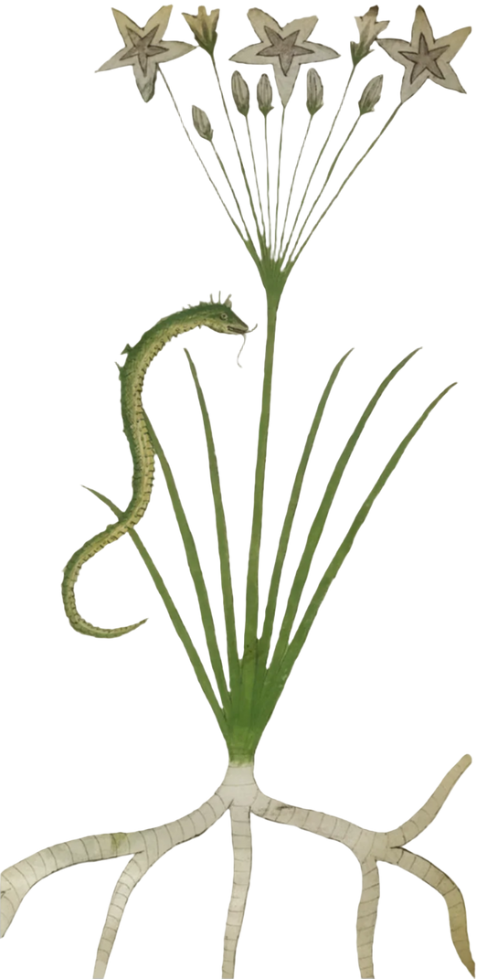 Calamus Root