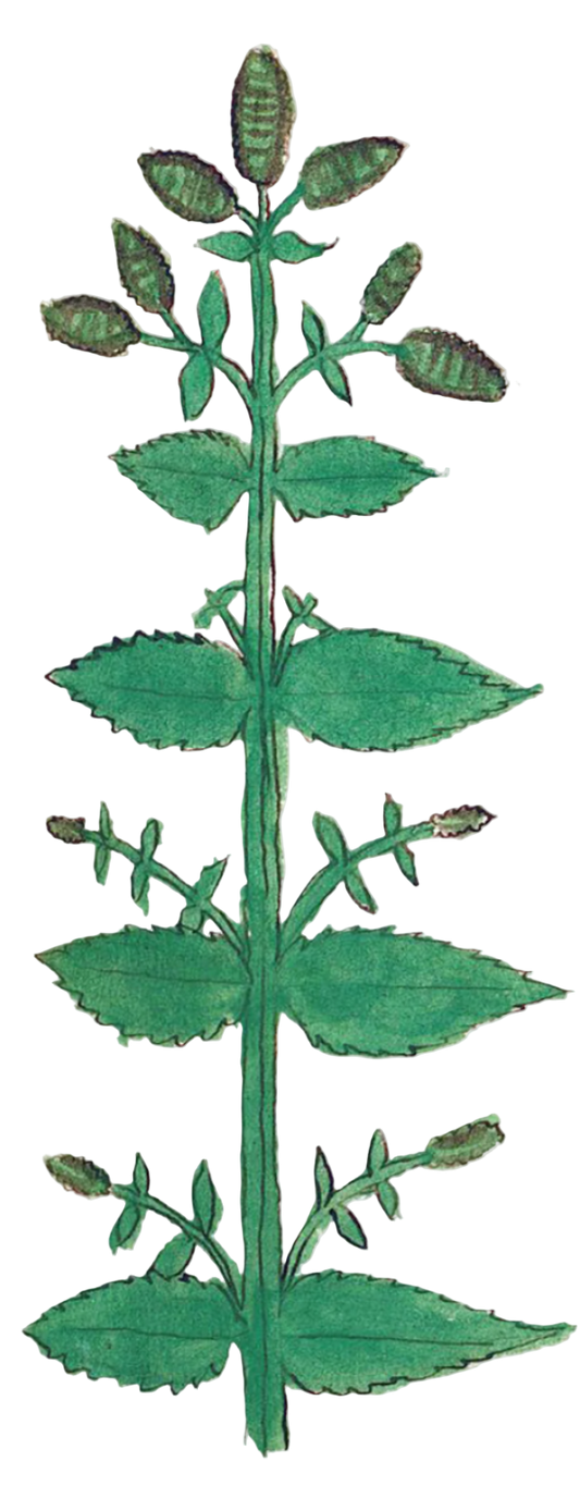Catnip Herb