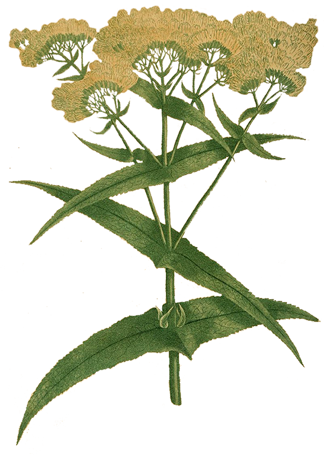 Herbs: Leaves + Stems