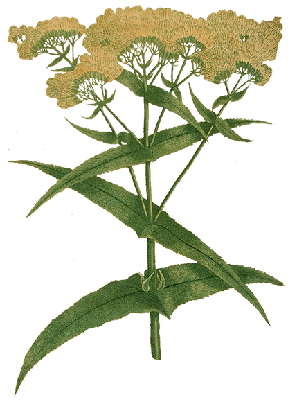 Herbs: Leaves + Stems