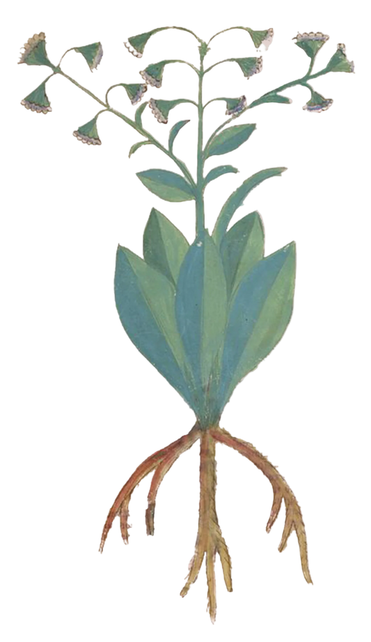 Comfrey Herb