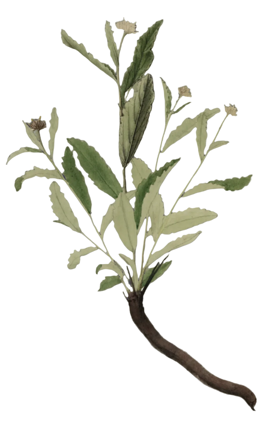 Damiana Herb