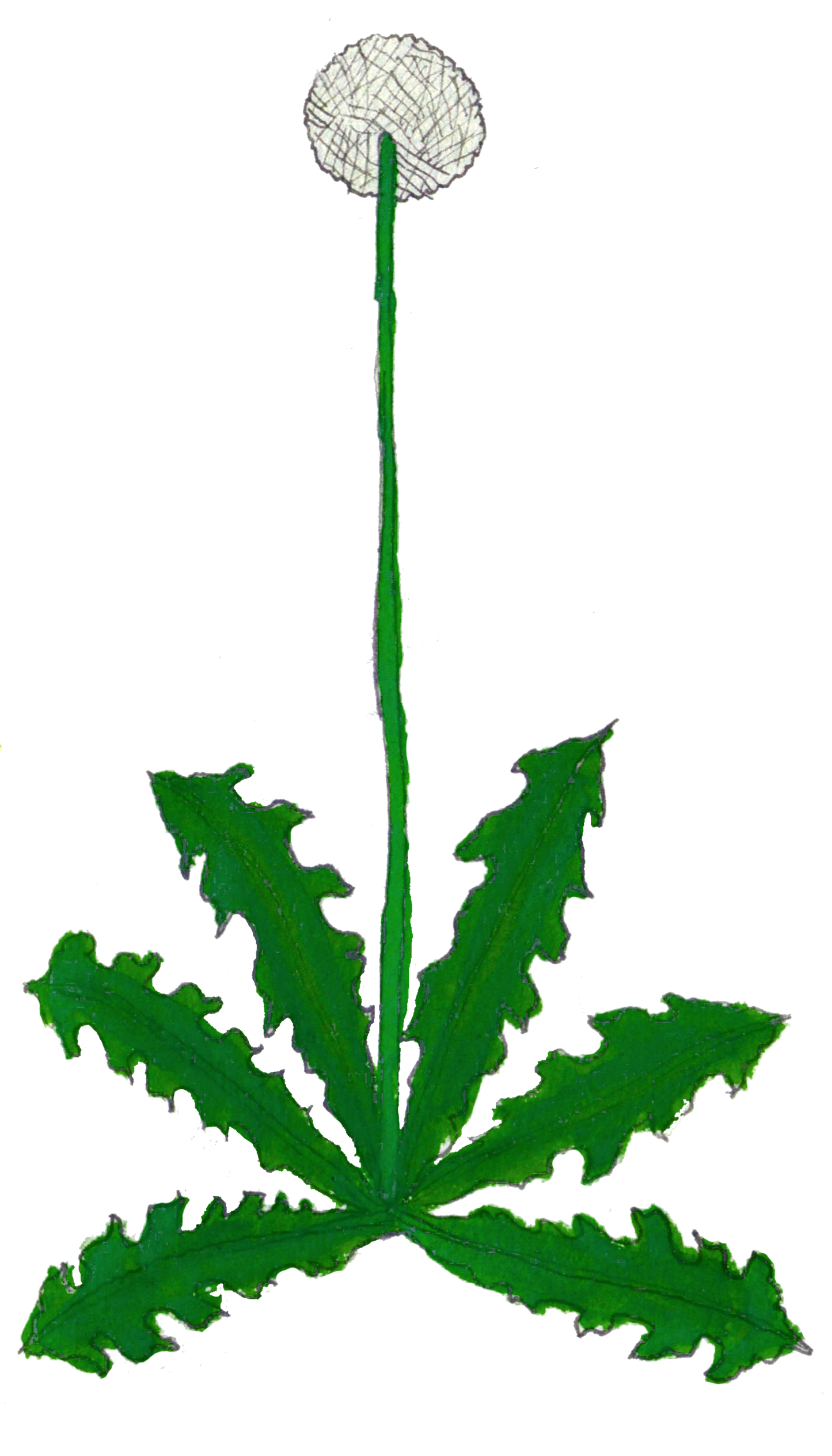 Herbs: Leaves + Stems
