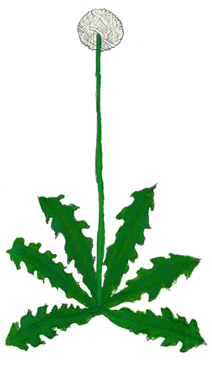 Herbs: Leaves + Stems