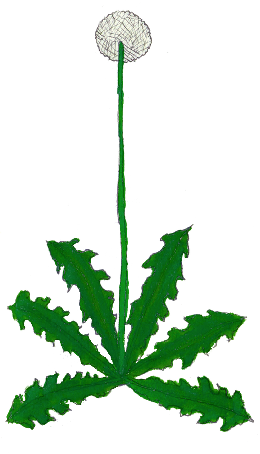 Dandelion Leaf