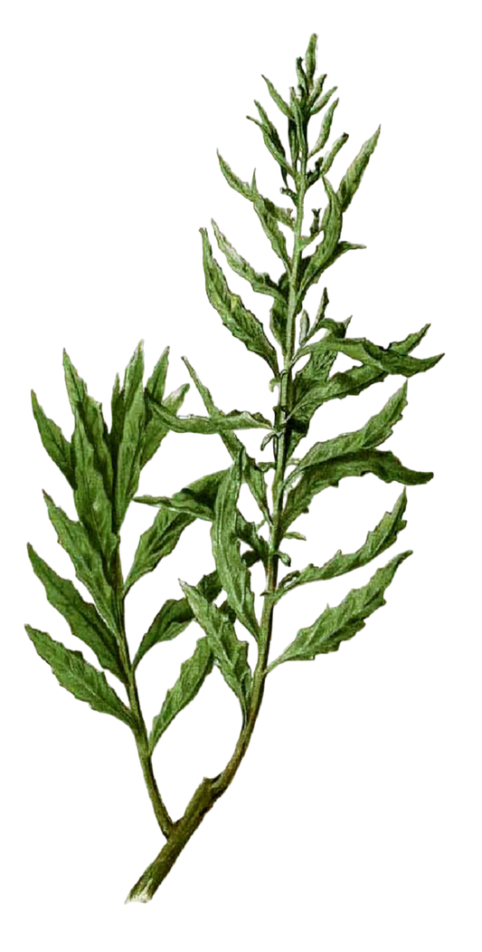 Epazote Herb