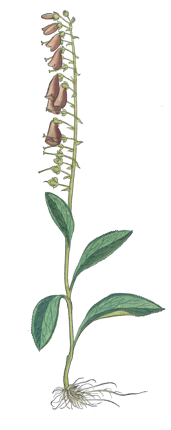 Baneful Herbs
