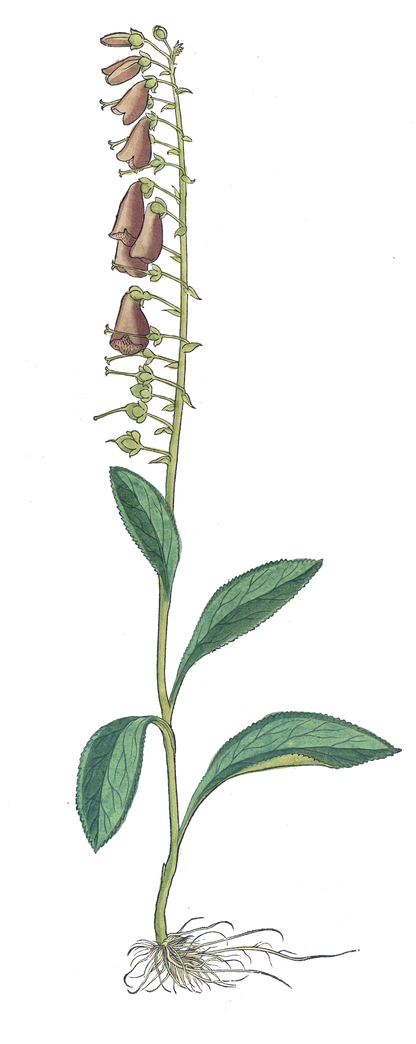 Baneful Herbs