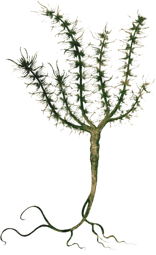 Frankincense Resin