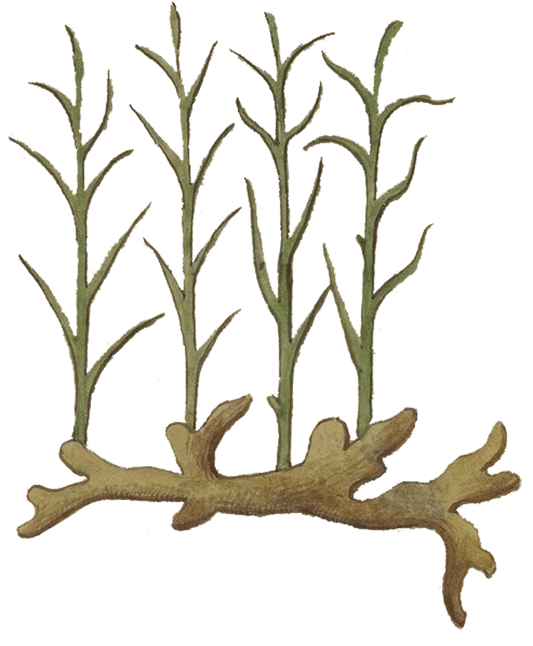 Ginger Root