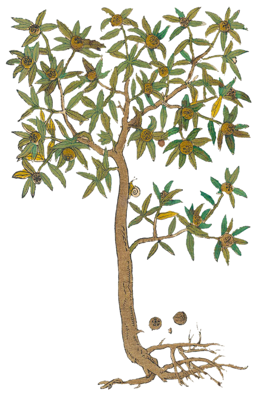 Hawthorn Berries