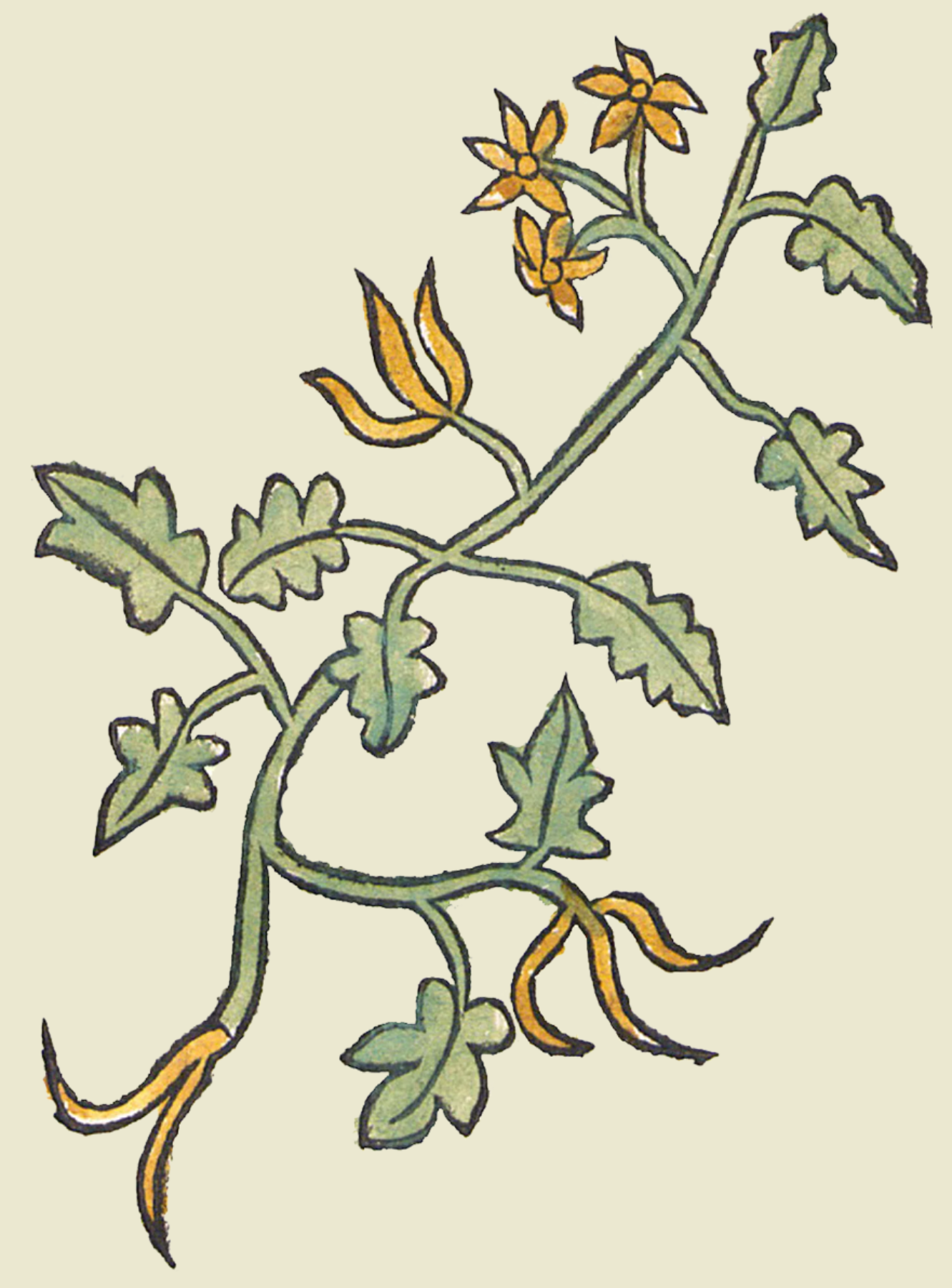 Herbs: Leaves + Stems
