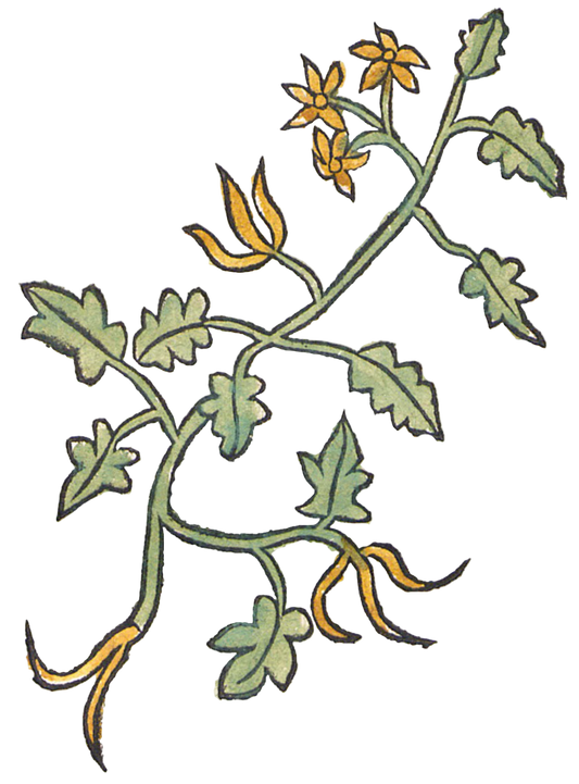 Celandine (greater) Herb