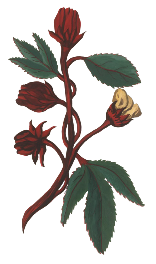 Hibiscus Flowers