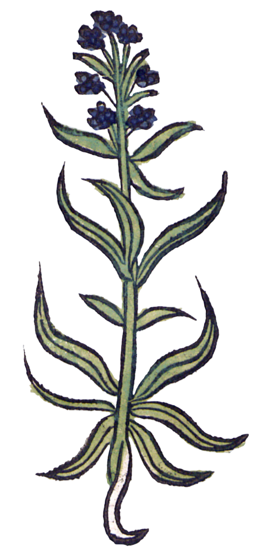 Hyssop Herb