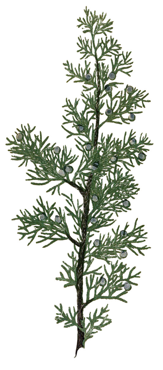 Juniper Berries