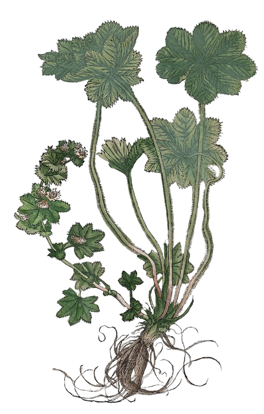 Lady's Mantle Herb