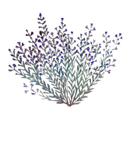Lavender Flowers