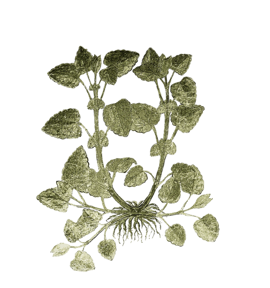 Lemon Balm Herb