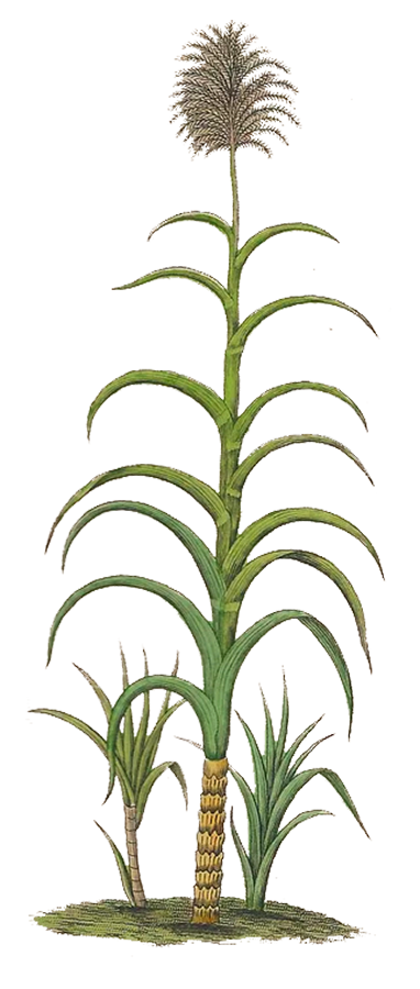 Herbs: Leaves + Stems