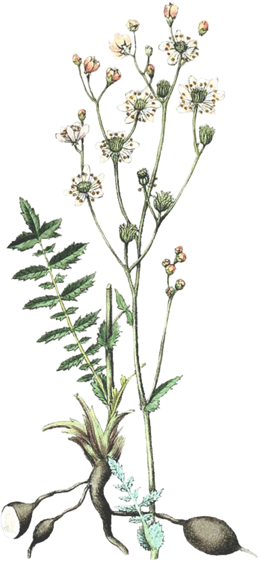 Meadowsweet Herb