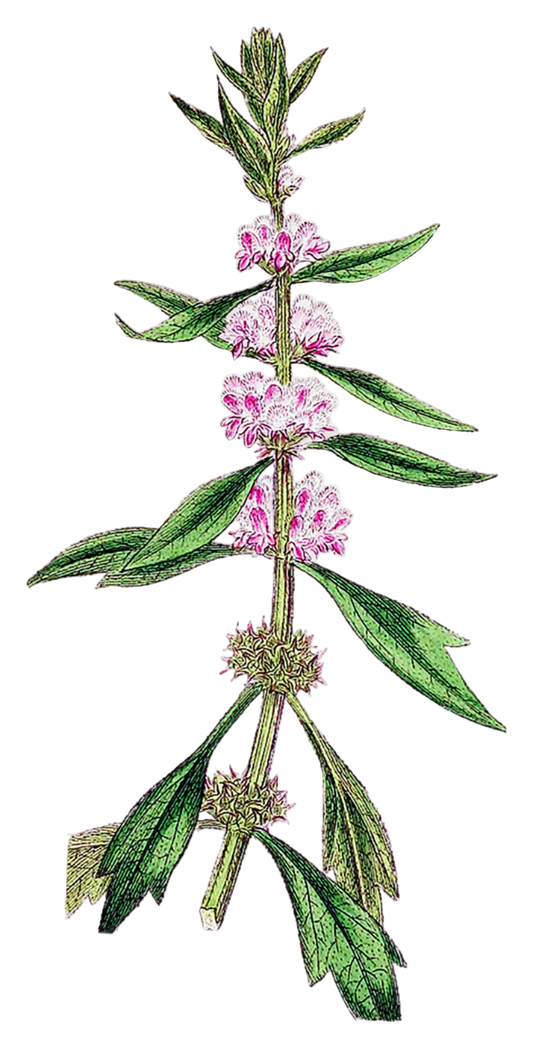 Motherwort Herb