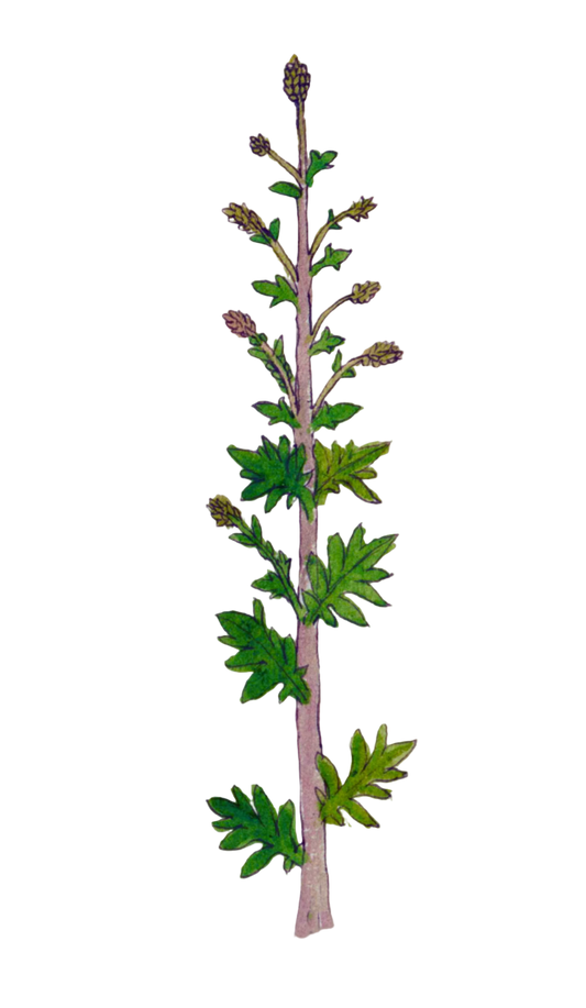 Mugwort Herb
