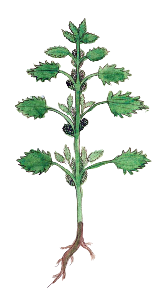 Nettle Herb
