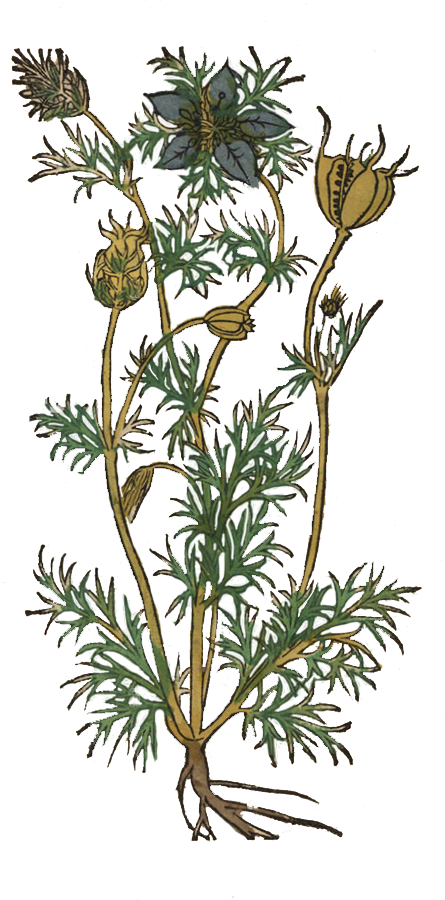 Herbs: Flowers + Berries