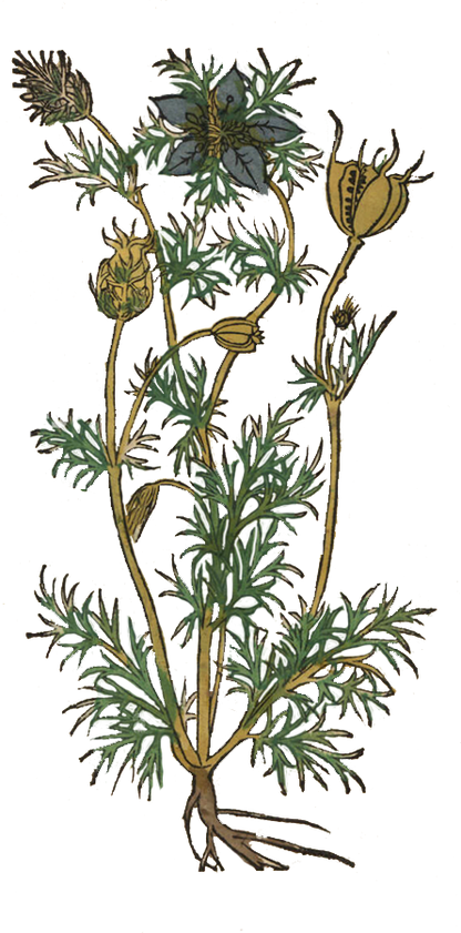 Herbs: Flowers + Berries