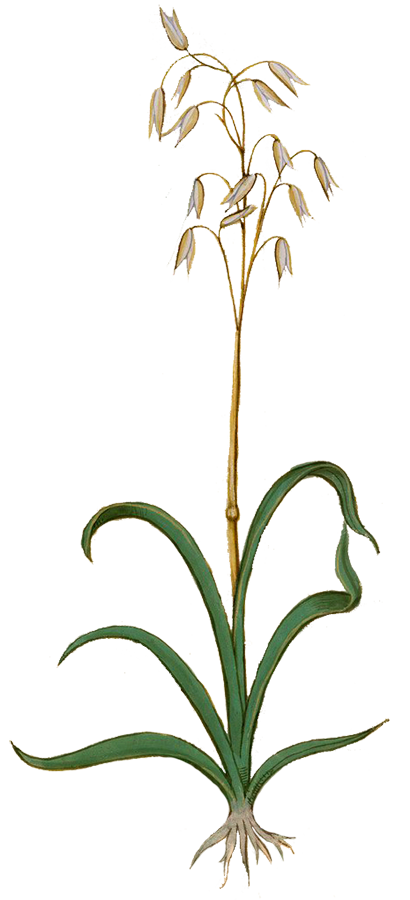 Herbs: Leaves + Stems