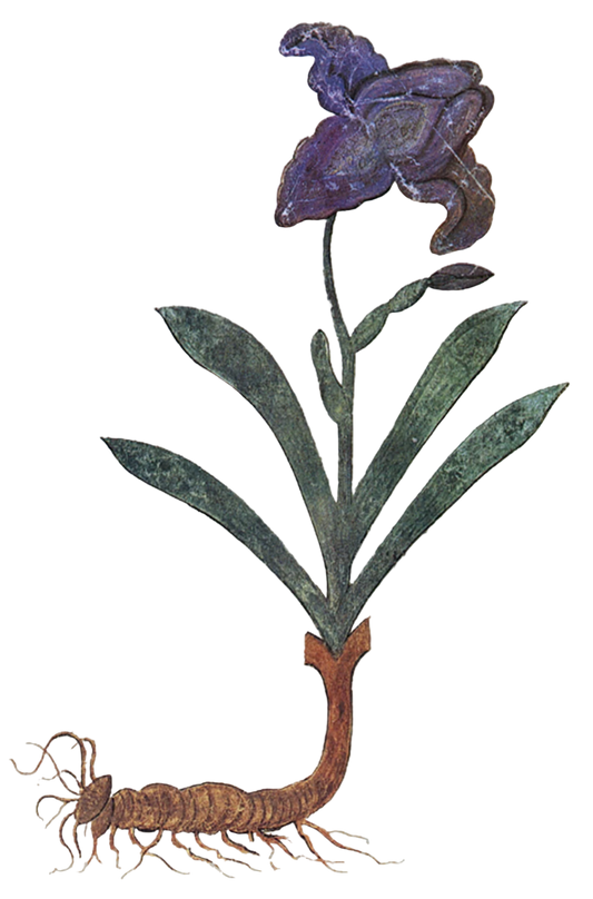 Orris Root