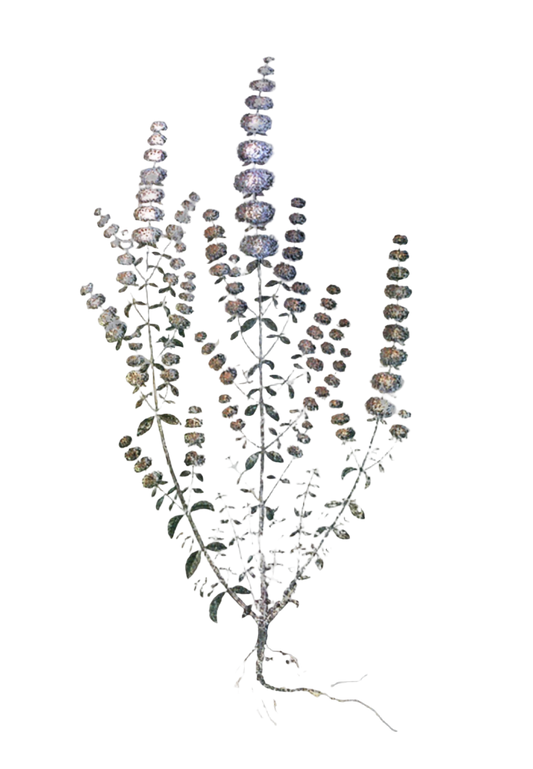 Pennyroyal Herb