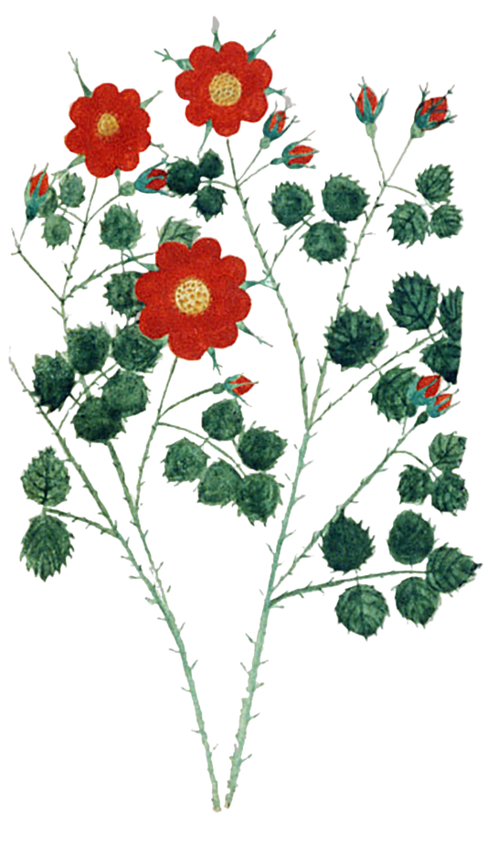 Red Rose Buds
