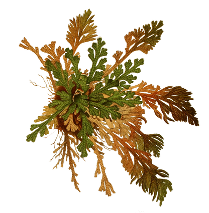 Amulets and Talisman